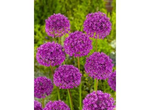 Allium Aflatunense Hollandicum (Seizoensgebonden planten), Tuin en Terras, Bloembollen en Zaden, Ophalen of Verzenden