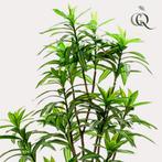 Kunstplant - Dracaena - Drakenboom - 130 cm, Verzenden, Nieuw