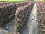 Fagus sylvatica Atrop kant en klaar haag breedte 1 mtr., Verzenden, Vaste plant, Overige soorten, Halfschaduw