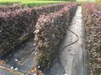 Fagus sylvatica Atrop kant en klaar haag breedte 1 mtr., Tuin en Terras, Halfschaduw, Vaste plant, Overige soorten, Verzenden