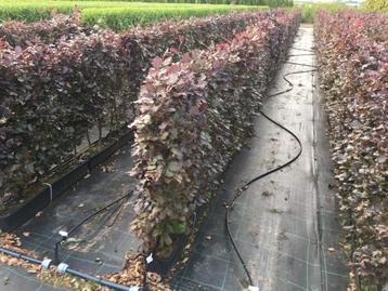 Fagus sylvatica Atrop kant en klaar haag breedte 1 mtr.