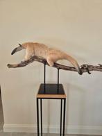 miereneter Taxidermie volledige montage - Tamandua, Verzamelen, Dierenverzamelingen, Nieuw