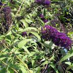 Buddleja davidii Black Knight - 40-50 cm, Ophalen of Verzenden