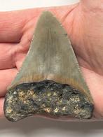 Megalodon tand 8,4 cm - Fossiele tand - Carcharocles