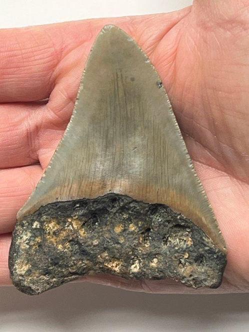 Megalodon tand 8,4 cm - Fossiele tand - Carcharocles, Verzamelen, Mineralen en Fossielen