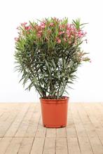 Oleander Nerium Oleander Struik Rose 100-120 Pot