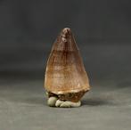 Fijn mosasaurus tand - Fossiele tand - Mosasaurus beaugei -, Verzamelen, Mineralen en Fossielen