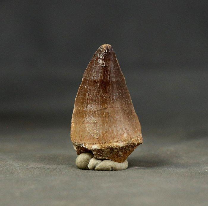 Fijn mosasaurus tand - Fossiele tand - Mosasaurus beaugei -, Verzamelen, Mineralen en Fossielen