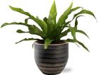 Asplenium Antiquum - Ø12cm - 25cm +  Beau Pot D14x13cm - Zw, Verzenden, Nieuw