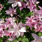 Clematis ‘Hagley Hybrid’ - 60-80 cm, Tuin en Terras, Planten | Tuinplanten, Ophalen of Verzenden