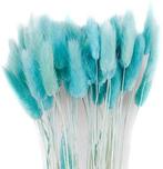 Lagurus ovatus pluimgras graspluimen in hoes gepreserveerd, Ophalen of Verzenden, Nieuw