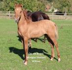 Op de Brant Morgan Horse Veulens, Minder dan 160 cm, 0 tot 2 jaar, Hengst, Ontwormd