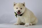 Shiba Inu Pups - wit / creme kleurig, Dieren en Toebehoren, België, 8 tot 15 weken, Rabiës (hondsdolheid), Poolhond