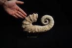 Ammoniet - Gefossiliseerde schelp - Ammonite Heteromorph