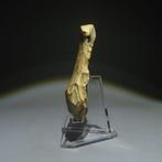 Neolithisch Vuursteen Flint Tool. Michelsberg-cultuur