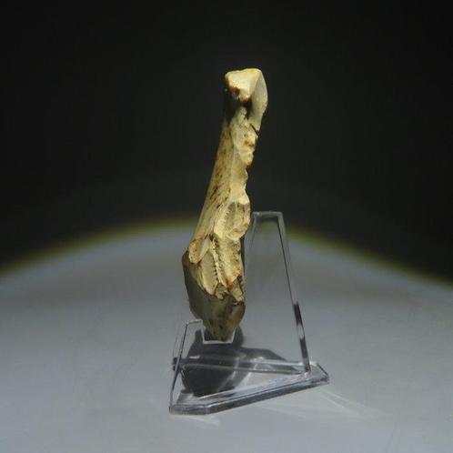Neolithisch Vuursteen Flint Tool. Michelsberg-cultuur, Antiek en Kunst, Antiek | Overige Antiek