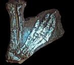 Fossiel bot - Psittacosaurus hind legs - 16.5 cm - 14 cm