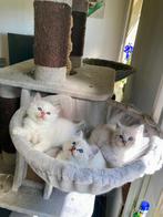 Zeer lieve ragdoll kittens met stamboom, ouders getest, Kater, Ontwormd, 0 tot 2 jaar