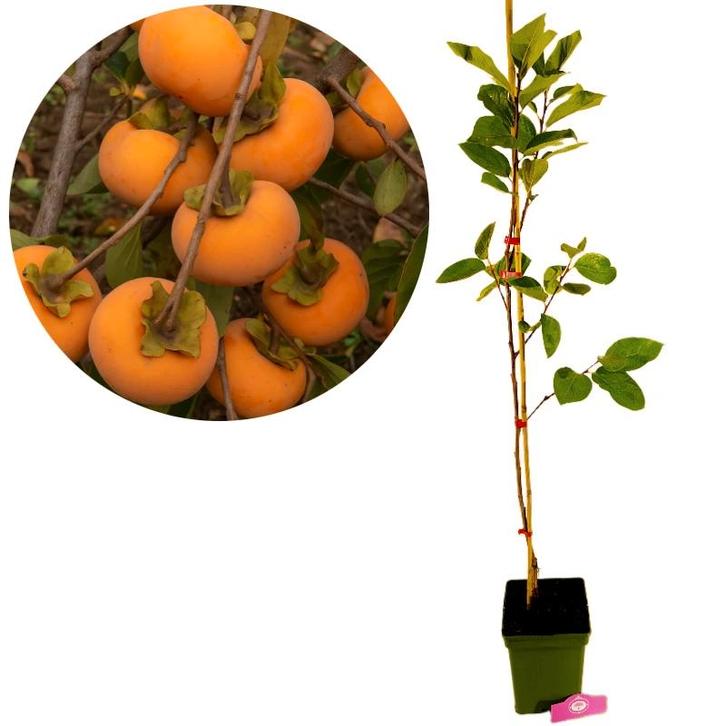 Diospyros kaki Fau Fau + Pot 23cm, Tuin en Terras, Planten | Fruitbomen, Volle zon, Verzenden