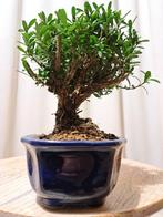 Buxus Harlandii bonsai in bonsaischaal - Hoogte (boom): 16, Antiek en Kunst