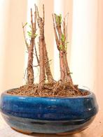 metasequoia bos in bonsaischaal - Hoogte (boom): 20 cm -, Antiek en Kunst
