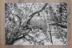 Marco Simoni - “4.5 tree” - XL, Antiek en Kunst, Kunst | Designobjecten