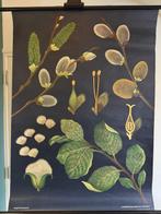 Wilg - Jung Koch Quentell, Wilg 1952 - Schoolkaart - Linnen, Antiek en Kunst