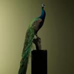 Blauwe Pauw Taxidermie Opgezette Dieren By Max, Verzamelen, Dierenverzamelingen, Ophalen of Verzenden, Nieuw, Vogel, Opgezet dier