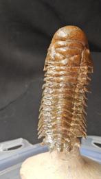 Trilobiet - Fossiel skelet - Crotalocephalus gibbus - 15 cm, Verzamelen