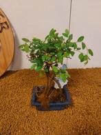 Japanese iep bonsai (Zelkova) - Hoogte (boom): 20 cm -