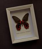 Vlinder Taxidermie volledige montage - Papilio rumanzovia -, Antiek en Kunst, Curiosa en Brocante