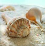 Kunstdruk Donna Geissler - Beach Shell III 30x30cm, Verzenden, Nieuw
