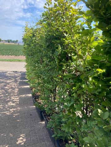 OP=OP Fagus Sylvatica- Beuken kant-en-klaar haag -GOEDKOOP beschikbaar voor biedingen