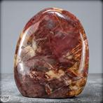 Natuurlijke vrije vorm van versteend hout- 727.15 g