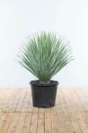 Palm / Yucca Rostrata struik hoogte inclusief pot 100-125cm