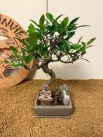 Vijgenboom bonsai (Ficus) - Hoogte (boom): 31 cm - Diepte