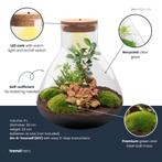 DIY planten terrarium met licht - Sam XL Bonsai - Ø 30 cm, Verzenden