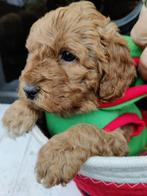 Christmastime Labradoodle Doodledream Doodletjes, Dieren en Toebehoren, Honden | Retrievers, Spaniëls en Waterhonden, Parvo, Nederland