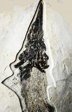 Vis - Gefossiliseerd dier - Protopsephurus liui - 40 cm