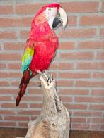 Groenvleugel ara Taxidermie volledige montage - Ara, Nieuw