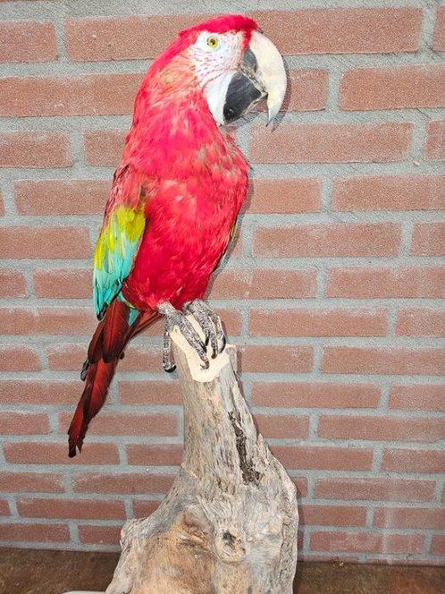 Groenvleugel ara Taxidermie volledige montage - Ara, Verzamelen, Dierenverzamelingen