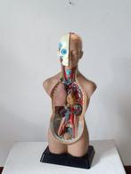 Anatomisch model - Plastic, Hars, Rubber - 1970-1980 - Romp