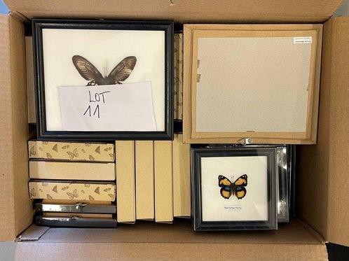 Grote verzameling van 29 ingelijste vlinders en insecten, Antiek en Kunst, Curiosa en Brocante