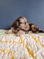 Unieke Merle Labrador pups - EH HD DNA, 8 tot 15 weken, Parvo, Labrador retriever, Fokker | Professioneel