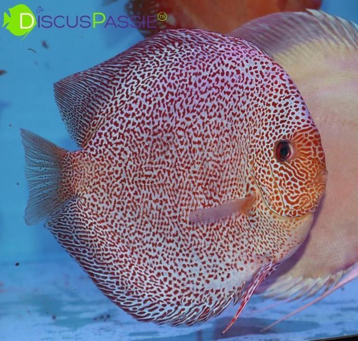 PIWOWARSKI WEISSFLOG STÖCKER DISCUSVISSEN discusvis, Dieren en Toebehoren, Vissen | Aquariumvissen, Vis, Zoetwatervis, Schoolvis