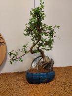 Japanese iep bonsai (Zelkova) - Hoogte (boom): 38 cm -