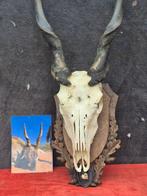 Kaap Eland - Vrouw - Taxidermie wandmontage - Taurotragus, Nieuw
