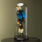 Vlinders in Stolp Taxidermie Opgezette Dieren By Max, Verzamelen, Dierenverzamelingen, Ophalen of Verzenden, Nieuw, Insect, Opgezet dier