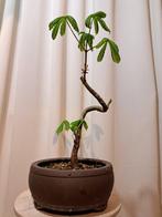 paarden kastanje bonsai in grote bonsaischaal - Hoogte