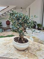 Olive Bonsai – Geen minimumprijs - Hoogte (boom): 30 cm -, Antiek en Kunst